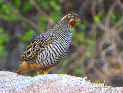Jungle bush quail
