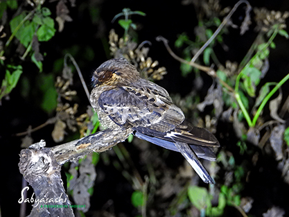 Jerdon's nightjar