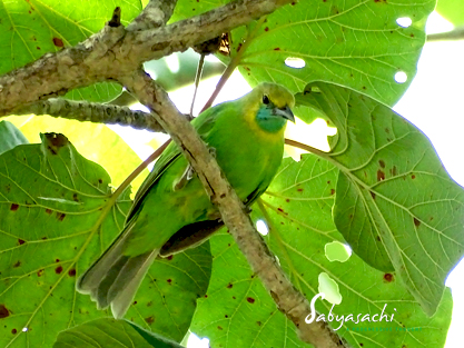 Jerdon's leafbird
