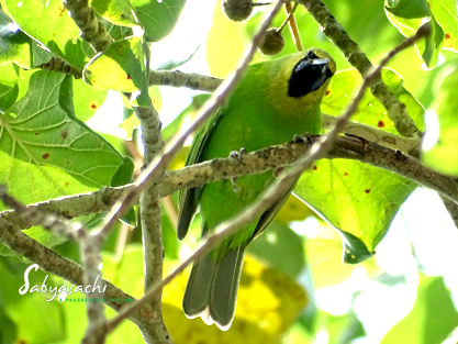Jerdon's leafbird male