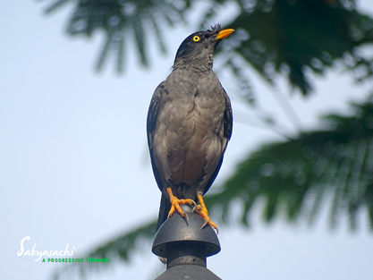 Jungle Myna
