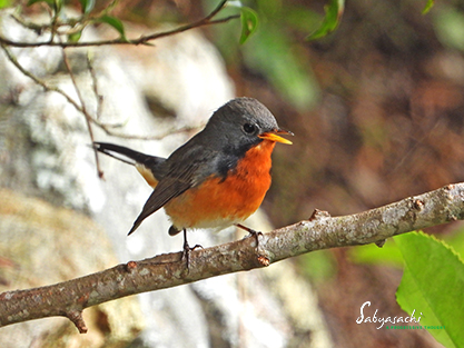 Kashmir flycatcher