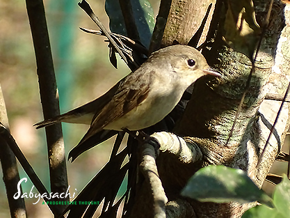 Kashmir flycatcher