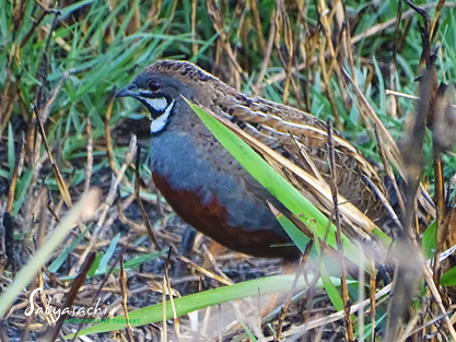 King Quail