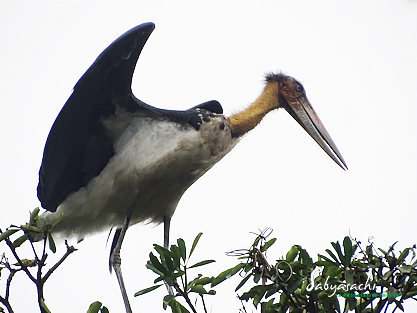 Lesser adjutant