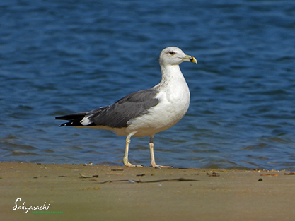 Lesser black-backed gull