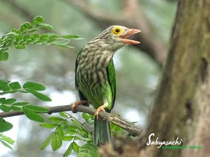 Lineated Barbet