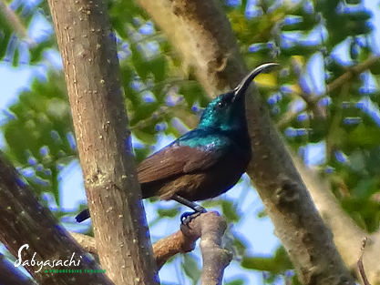 Loten's sunbird
