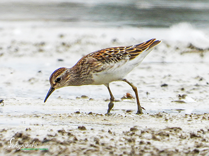 Long-toed stint