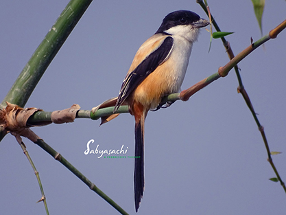 Long-tailed Shrike