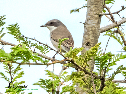 Lesser whitethroat