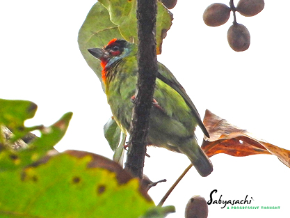 Malabar barbet