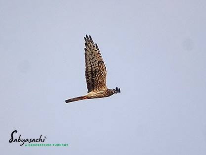 Montagu's harrier