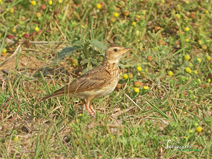 Malabar lark