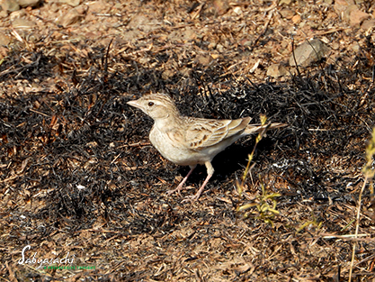 Mongolian short-toed lark