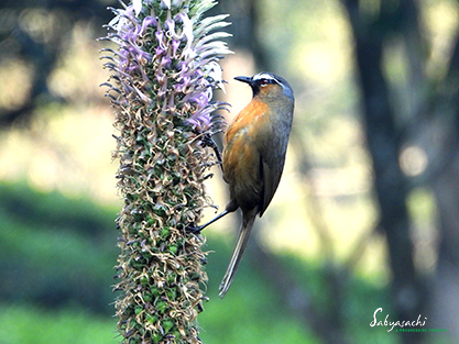Nilgiri laughingthrush