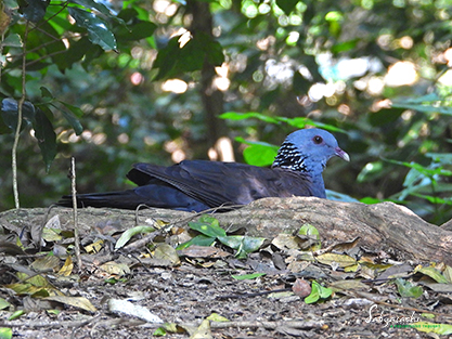 Nilgiri wood pigeon
