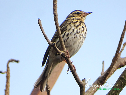 Olive-backed pipit