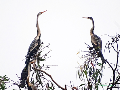 Oriental Darter