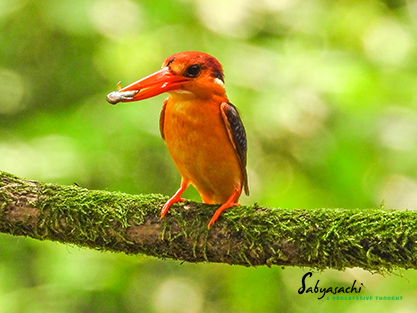 Black-backed dwarf kingfisher