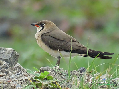 Oriental pratincole