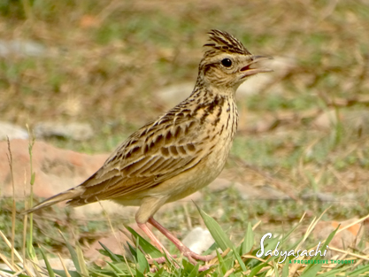 Oriental skylark