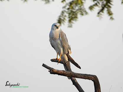 Pallid harrier