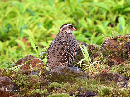 Painted bush quail