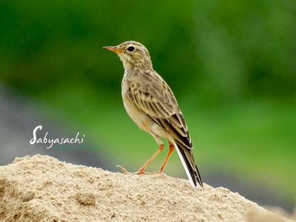 Paddyfield Pipit