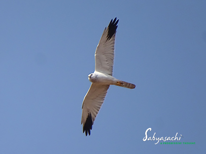 Pallid harrier
