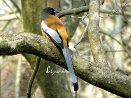 Rufous Treepie