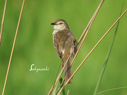 Plain Prinia