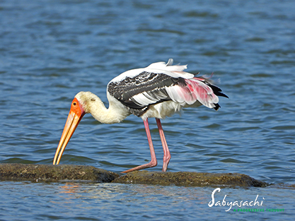 Painted stork