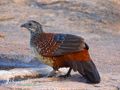 Painted spurfowl