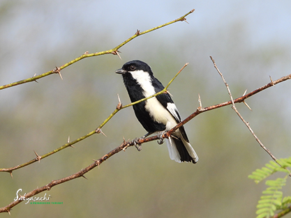 White-naped Tit