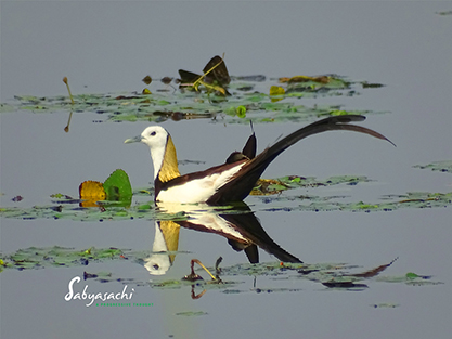 Pheasant-tailed jacana