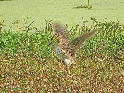 Pin-tailed Snipe