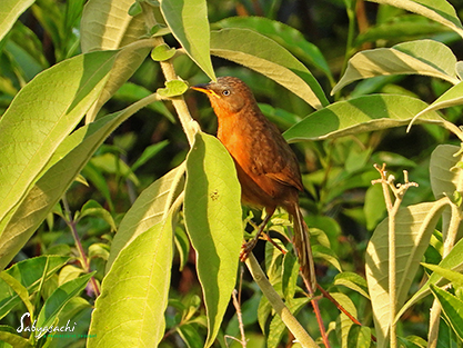 Rufous babbler