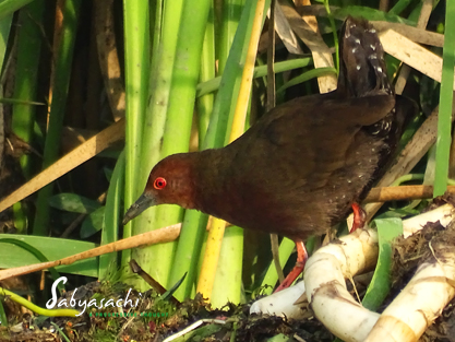 Ruddy-breasted crake