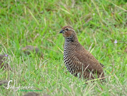 Rock bush quail