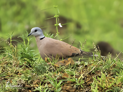 Red Collared Dove