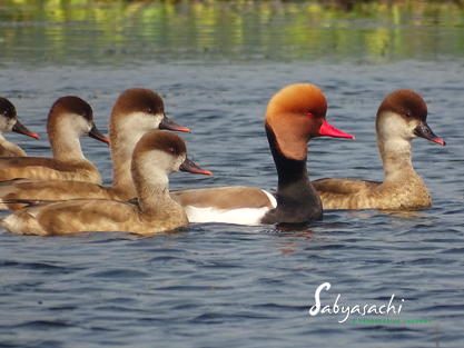 Red-crested pochard