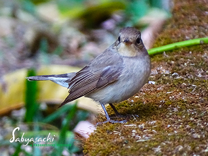 Red-breasted flycatcher
