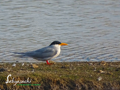 River tern