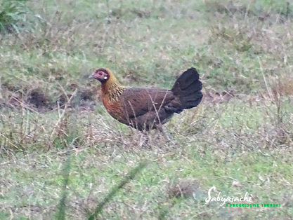 Red junglefowl