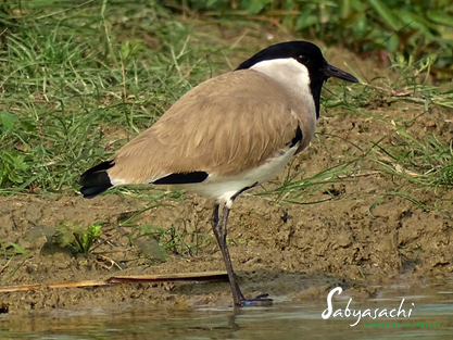 River Lapwing