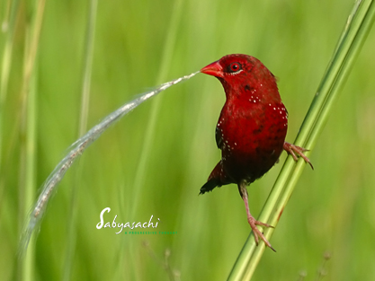 Red avadavat