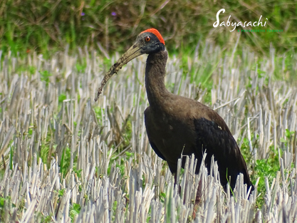 Red-naped ibis