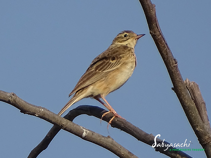Richard's pipit