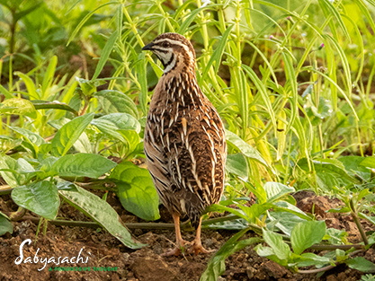 Rain quail